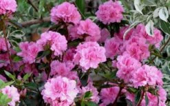 Autumn Carnation Encore Azalea - 7 Gallon Pot -Wilson Bros Gardens Plant Sales Store Encore Azalea Carnation 1
