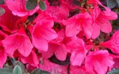 Autumn Ruby Encore Azalea - 1 Gallon Pot 8 Autumn Ruby Encore Azalea - 1 Gallon Pot -Wilson Bros Gardens Plant Sales Store Encore Azalea Ruby
