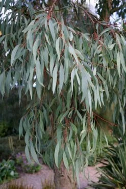 Angus Cold Hardy Eucalyptus Tree (Eucalyptus Nicholii) - 3 Quart Pot -Wilson Bros Gardens Plant Sales Store Eucalyptus Angus 15
