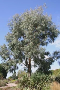Angus Cold Hardy Eucalyptus Tree (Eucalyptus Nicholii) - 1 Gallon Pot -Wilson Bros Gardens Plant Sales Store Eucalyptus Angus 16 3