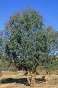 Angus Cold Hardy Eucalyptus Tree (Eucalyptus Nicholii) - 2 Gallon Pot -Wilson Bros Gardens Plant Sales Store Eucalyptus Angus 17 1