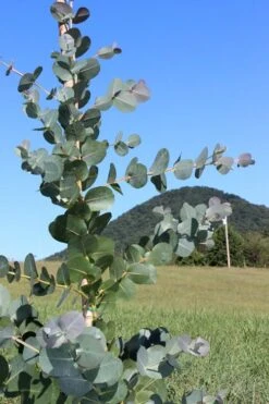 Big O Cold Hardy Eucalyptus Tree (Eucalyptus Neglecta) - 3 Quart Pot -Wilson Bros Gardens Plant Sales Store Eucalyptus Big O Cold 2 500x750 3
