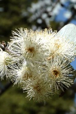 Bluey Cold Hardy Eucalyptus Tree (Eucalyptus Pulverulenta) - 1 Gallon Pot -Wilson Bros Gardens Plant Sales Store Eucalyptus Bluey 6 1