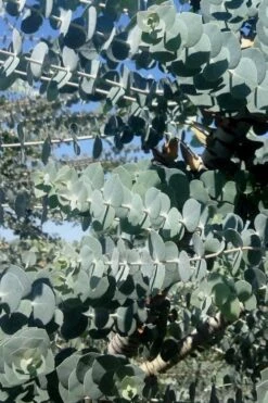 Bluey Cold Hardy Eucalyptus Tree (Eucalyptus Pulverulenta) - Quart Pot -Wilson Bros Gardens Plant Sales Store Eucalyptus Bluey 8