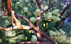 Funky Monkey Cold Hardy Eucalyptus Tree (Eucalyptus Parvula) - 2 Gallon Pot -Wilson Bros Gardens Plant Sales Store Eucalyptus Funky Monkey Branches 3