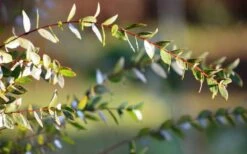 Funky Monkey Cold Hardy Eucalyptus Tree (Eucalyptus Parvula) - 6 Pack Of 1 Gallon Pots -Wilson Bros Gardens Plant Sales Store Eucalyptus Funky Monkey Leaves 2