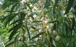 Funky Monkey Cold Hardy Eucalyptus Tree (Eucalyptus Parvula) - 3 Gallon Pot 10 Funky Monkey Cold Hardy Eucalyptus Tree (Eucalyptus Parvula) - 3 Gallon Pot -Wilson Bros Gardens Plant Sales Store Eucalyptus Funky Monkey Leaves Mature