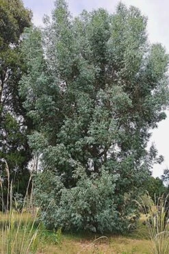 Luna Cold Hardy Eucalyptus Tree (Eucalyptus Perriniana) - 2 Gallon Pot 9 Luna Cold Hardy Eucalyptus Tree (Eucalyptus Perriniana) - 2 Gallon Pot -Wilson Bros Gardens Plant Sales Store Eucalyptus Luna 5 2
