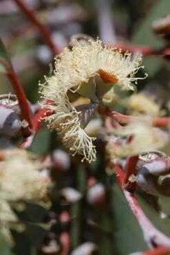 Luna Cold Hardy Eucalyptus Tree (Eucalyptus Perriniana) - 2 Gallon Pot 10 Luna Cold Hardy Eucalyptus Tree (Eucalyptus Perriniana) - 2 Gallon Pot -Wilson Bros Gardens Plant Sales Store Eucalyptus Luna 6 2
