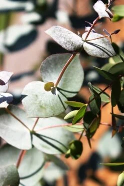 Maggie Cold Hardy Eucalyptus Tree (Eucalyptus Nova Anglica) - 3 Gallon Pot 11 Maggie Cold Hardy Eucalyptus Tree (Eucalyptus Nova Anglica) - 3 Gallon Pot -Wilson Bros Gardens Plant Sales Store Eucalyptus Maggie 10 1