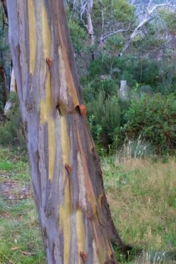 Sheila Cold Hardy Eucalyptus Tree (Eucalyptus Stellulata) - 3 Gallon Pot -Wilson Bros Gardens Plant Sales Store Eucalyptus Sheila 10 1