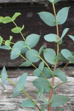 Sheila Cold Hardy Eucalyptus Tree (Eucalyptus Stellulata) - 3 Gallon Pot -Wilson Bros Gardens Plant Sales Store Eucalyptus Sheila 2 1