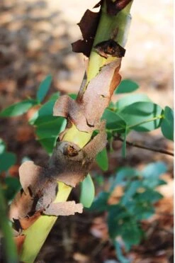 Sheila Cold Hardy Eucalyptus Tree (Eucalyptus Stellulata) - 1 Gallon Pot -Wilson Bros Gardens Plant Sales Store Eucalyptus Sheila 9 2