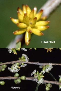 Skinny Minny Hardy Eucalyptus Tree (Eucalyptus Moorei) - Quart Pot -Wilson Bros Gardens Plant Sales Store Eucalyptus Skinny Minny 1