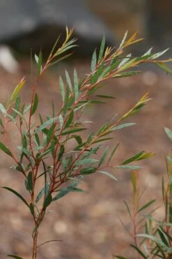 Skinny Minny Hardy Eucalyptus Tree (Eucalyptus Moorei) - Quart Pot -Wilson Bros Gardens Plant Sales Store Eucalyptus Skinny Minny 2