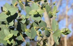 Cab Sav Cold Hardy Eucalyptus Tree (Eucalyptus Rubida) - 1 Gallon Pot -Wilson Bros Gardens Plant Sales Store Eucalyptus Tree Cab Sav Rubida