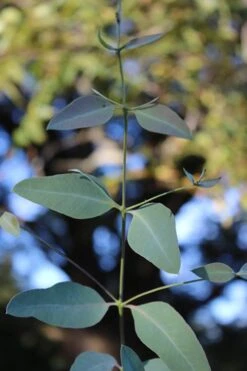 Grace Cold Hardy Eucalyptus Tree (Eucalyptus Elliptica) - 3 Gallon Pot -Wilson Bros Gardens Plant Sales Store Eucalytptus Grace BS 1