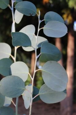 Mappa Tassie Cold Hardy Eucalyptus Tree (Eucalyptus Pauciflora) - 1 Gallon Pot -Wilson Bros Gardens Plant Sales Store Eucalytptus Mappa Tassie BS 3
