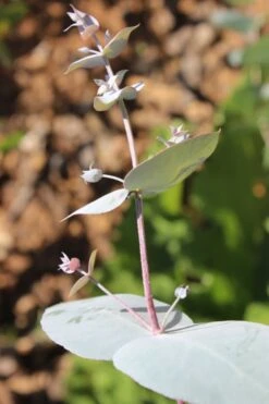 Maggie Cold Hardy Eucalyptus Tree (Eucalyptus Nova Anglica) - 1 Gallon Pot -Wilson Bros Gardens Plant Sales Store Eusalyptus Maggie 1 500x750 1