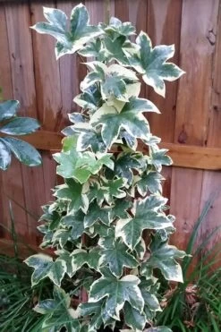 Angyo Star Fatshedera - 3 Gallon Pot 7 Angyo Star Fatshedera - 3 Gallon Pot -Wilson Bros Gardens Plant Sales Store Fatshedera Angyo Star 3