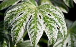 Spider's Web Fatsia - Japanese Aralia Paper Plant - 2 Gallon Pot -Wilson Bros Gardens Plant Sales Store Fatsia Spider Web close Up