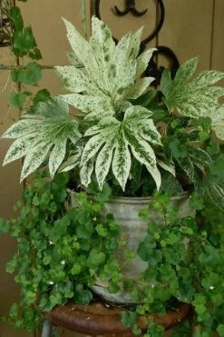 Spider's Web Fatsia - Japanese Aralia Paper Plant - 2 Gallon Pot -Wilson Bros Gardens Plant Sales Store Fatsia Spiders Web 21
