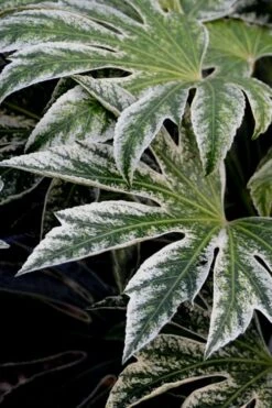 Spider's Web Fatsia - Japanese Aralia Paper Plant - 2 Gallon Pot -Wilson Bros Gardens Plant Sales Store Fatsia Spiders Web 24