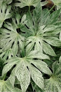 Spider's Web Fatsia - Japanese Aralia Paper Plant - 2 Gallon Pot -Wilson Bros Gardens Plant Sales Store Fatsia Spiders Web 33