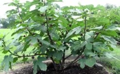 Chicago Cold Hardy Fig Tree - 3 Gallon Pot -Wilson Bros Gardens Plant Sales Store Fig Chicago Cold Hardy 1