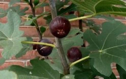 Chicago Cold Hardy Fig Tree - 3 Gallon Pot -Wilson Bros Gardens Plant Sales Store Fig Chicago Cold Hardy