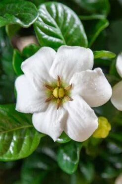 Diamond Spire Gardenia - 3 Gallon Pot -Wilson Bros Gardens Plant Sales Store Gardenia Diamond Spire 3