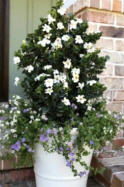 Diamond Spire Gardenia - 3 Gallon Pot -Wilson Bros Gardens Plant Sales Store Gardenia Diamond Spire 4