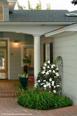 Diamond Spire Gardenia - 3 Gallon Pot -Wilson Bros Gardens Plant Sales Store Gardenia Diamond Spire 5