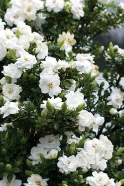 Double Mint Gardenia - 6 Pack Of 1 Gallon Pots -Wilson Bros Gardens Plant Sales Store Gardenia Double Mint 2