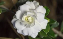 Double Mint Gardenia - 6 Pack Of 1 Gallon Pots -Wilson Bros Gardens Plant Sales Store Gardenia Double Mint 6