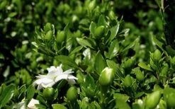 Double Mint Gardenia - 6 Pack Of 1 Gallon Pots -Wilson Bros Gardens Plant Sales Store Gardenia Double Mint 7