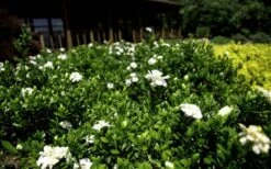 Double Mint Gardenia - 6 Pack Of 1 Gallon Pots -Wilson Bros Gardens Plant Sales Store Gardenia Double Mint 8