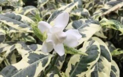 Variegated Gardenia - 1 Gallon Pot 8 Variegated Gardenia - 1 Gallon Pot -Wilson Bros Gardens Plant Sales Store Gardenia Variegated 1