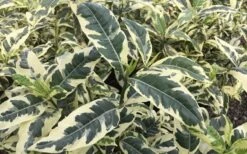 Variegated Gardenia - 1 Gallon Pot 9 Variegated Gardenia - 1 Gallon Pot -Wilson Bros Gardens Plant Sales Store Gardenia Variegated 2