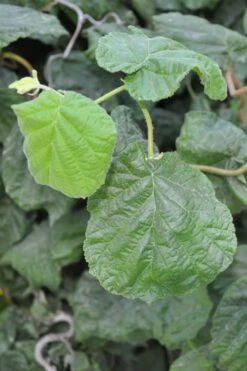 Harry Lauder's Walking Stick - Corylus Avellana 'Contorta' - 5 Gallon Pot -Wilson Bros Gardens Plant Sales Store Harry Lauder Walking Stick 12