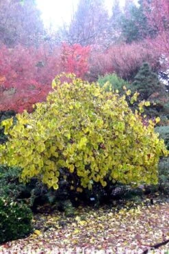 Harry Lauder's Walking Stick - Corylus Avellana 'Contorta' - 5 Gallon Pot -Wilson Bros Gardens Plant Sales Store Harry Lauder Walking Stick 15