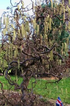 Harry Lauder's Walking Stick - Corylus Avellana 'Contorta' - 5 Gallon Pot -Wilson Bros Gardens Plant Sales Store Harry Lauder Walking Stick 16