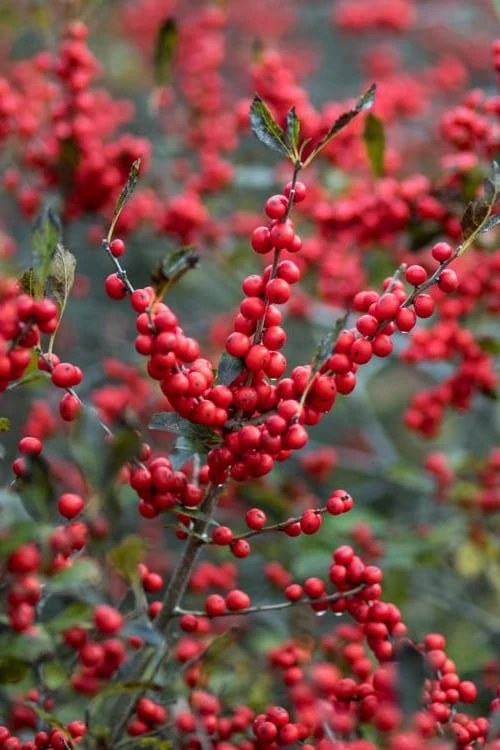Male & Female Winterberry Holly Combo (2-Pack Of 3 Gallon Pots) 5 Male & Female Winterberry Holly Combo (2-Pack Of 3 Gallon Pots) - Image 5