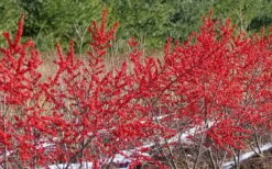 Male & Female Winterberry Holly Combo (2-Pack Of 3 Gallon Pots) 13 Male & Female Winterberry Holly Combo (2-Pack Of 3 Gallon Pots) -Wilson Bros Gardens Plant Sales Store Holly Winter Red 4