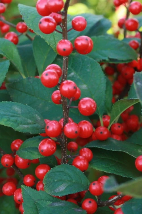 Male & Female Winterberry Holly Combo (2-Pack Of 3 Gallon Pots) 7 Male & Female Winterberry Holly Combo (2-Pack Of 3 Gallon Pots) - Image 7