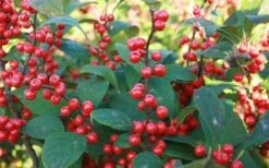 Male & Female Winterberry Holly Combo (2-Pack Of 3 Gallon Pots) 15 Male & Female Winterberry Holly Combo (2-Pack Of 3 Gallon Pots) -Wilson Bros Gardens Plant Sales Store Holly Winter Red 7