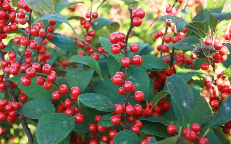 Male & Female Winterberry Holly Combo (2-Pack Of 3 Gallon Pots) 8 Male & Female Winterberry Holly Combo (2-Pack Of 3 Gallon Pots) - Image 8