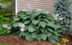 Empress Wu Giant Hosta Lily - 1 Gallon Pot -Wilson Bros Gardens Plant Sales Store Hosta Empress Wu 20