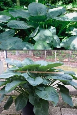 Empress Wu Giant Hosta Lily - 1 Gallon Pot -Wilson Bros Gardens Plant Sales Store Hosta Empress Wu 500x750 1