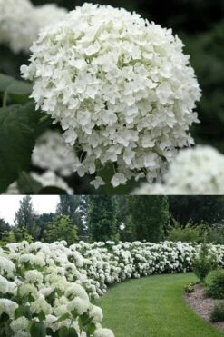 Annabelle Hydrangea - 3 Gallon Pot 12 Annabelle Hydrangea - 3 Gallon Pot -Wilson Bros Gardens Plant Sales Store Hydrangea Annabelle 1 500x750 1